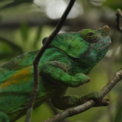 A chameleon spotted during Projects Abroad's Rainforest Conservation Projects in Madagascar for high school students Volunteers spot a chameleon during their Conservation Projects in Madagascar for high school students